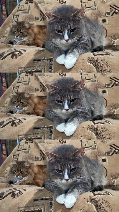 Baby Cats - Cute and Funny Cat Videos  | Animals Video