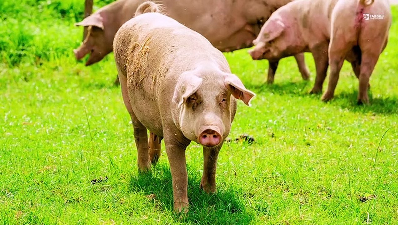 Schweine, die durch außergewöhnliche wissenschaftliche Entdeckungen wieder zum Leben erweckt wurden
