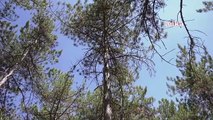 Ankara haber: Ankara Büyükşehir 'Feromonlu Tuzak Projesi' ile Ağaçları Korumaya Alıyor
