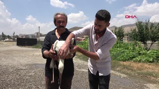 Hakkari gündem haberi: YÜKSEKOVA'DA ELEKTRİK AKIMINA KAPILAN LEYLEK TEDAVİYE ALINDI