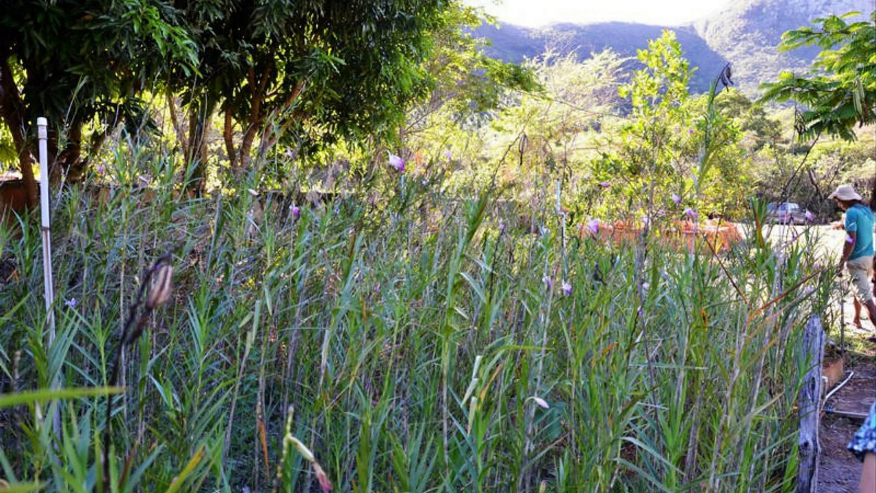 Brésil (Orchidées)