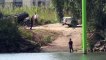 استنفار في فرنسا لإنقاذ حوت بيلوغا رُصد في نهر السين