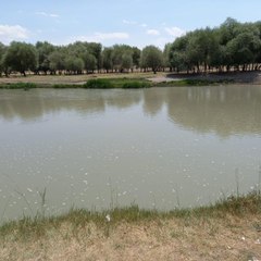 Aras Nehri'ne düşen çocuğunu kurtarmaya çalışan anne akıntıya kapılarak boğuldu