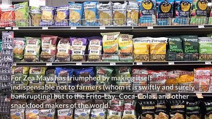 When Corn Becomes King by Michael Pollen