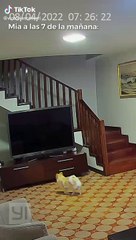 ¡Atrapada! Perrita enciende televisión y despierta a toda la familia