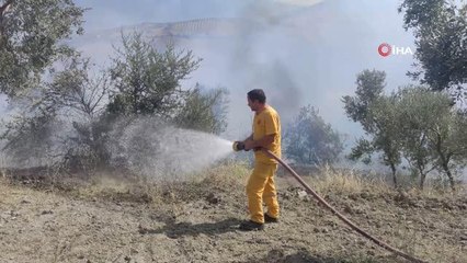 Bursa haber... Bursa'da zeytinlik alan yangını korkuttu