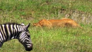 Too Brave! Powerful Mother Zebra Come To Rescue Poor Baby Zebra Escapes Lions