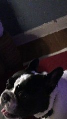 Frenchie Likes to Scream