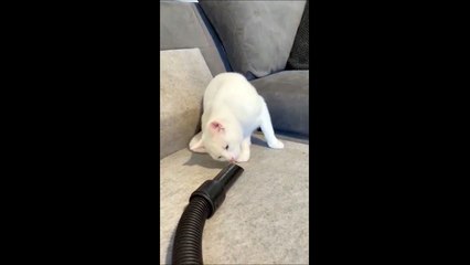 Quand un chat découvre un aspirateur