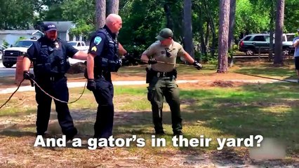 6 Crocodile Encounters You'll Regret Clicking On