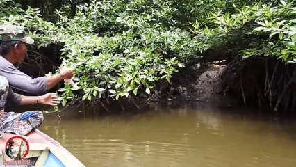5 Crocodile Encounters You Probably Shouldn't Watch