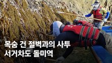 요동치는 어선위 목숨 걸었다…'90㎝ 8만원' 맹골수도의 보물 [e슐랭 토크]