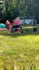 Cooper the Tasmanian Devil Dog