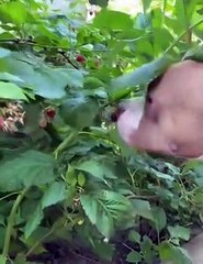 215- قطط مضحكة    Funny animals - Funny cats _ dogs - Funny animal videos 215