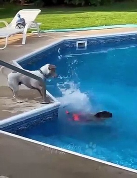Funny animals - Funny cats _ dogs - Funny animal videos 217