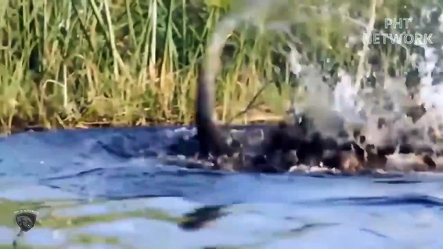 الأسد يشرب الماء فجأة هاجمه تمساح شديد الوحشية هجوم حيوان بري