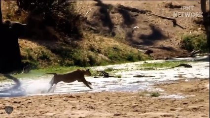 Top Animal Attacks Caught On Camera 2022 Mongoose, Cobra, Crocodile, Lion, Leopard