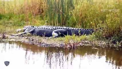 The Whole Cheetah Family is Destroyed by Giant Crocodile!