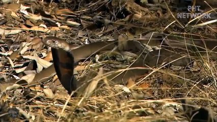 Weasel packs decided to fight Cobra because it dared to attack Weasel cub