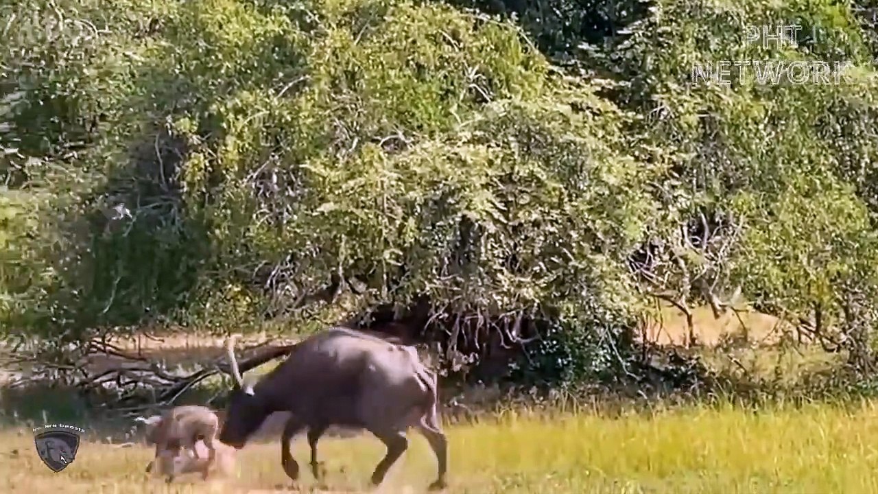 Male Buffalo Rammed Flying Lions To Save Calf Being Attacked By 10 Lioness   King Animals