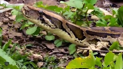 Python Attack Baby Cow!! Mother Cow Saved Baby But Was bitten by Poisoned Python