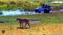 Herd Buffaloes torture Lions mercilessly, Buffalo Herd unites to protect team against Enemy