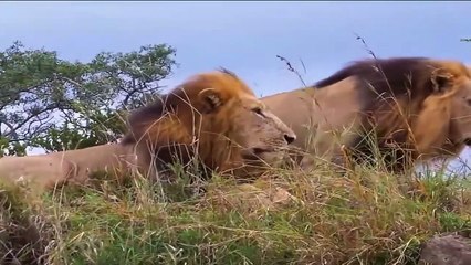 hungry Lion Eat newborn Buffalo, mother Buffalo can't protect baby, poor Buffalo