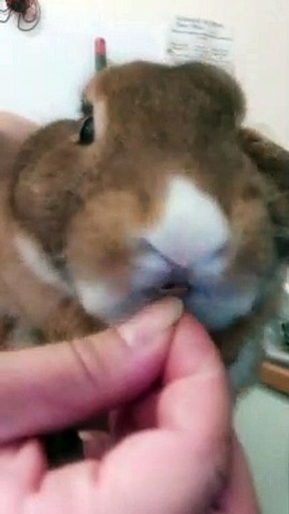 Rabbit Is Picky About Snacks