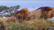 hungry Lion Eat newborn Buffalo, mother Buffalo can't protect baby, poor Buffalo