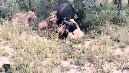 Dumbest Animals Africa, Attack Even Their Own Comrades   Ostrich vs Cheetah, Buffalo vs Lion...