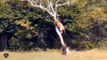 Super Crazy Baboon Fighting With Leopard To Eat Deer ►► Unbelievable Moments Of Wild Animals