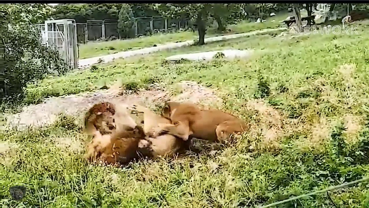 So Terrible... When Strongest Animals Struggle To Survive - Lion vs Tiger vs Warthog
