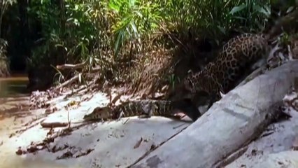 Mother Lion sacrifices himself to Save 2 Lion Cub across river - Crocodile is King River, Lion Lose (2)