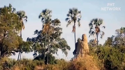 Difficult Life of Leopard in Africa, Hyenas steal food from Leopards - Black Panther Attack Python