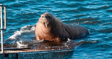 Le morse Freya qui faisait la sieste sur les bateaux du fjord de Oslo a été euthanasiée
