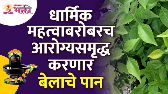 बेलाचे पान आरोग्य समृद्ध कसे करते? How bael leaf enriches health? Benefits of Bael Leaf | Bael Tree