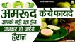 अमरूद खाने के फायदे | Amrud Khane Ke Fayde | Health Tips | Benefits Of Guava