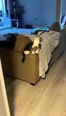 Cat Confused by Sound of Electric Toothbrush