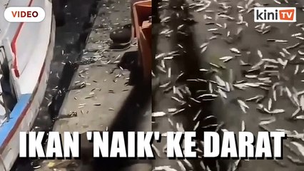 Perikanan pantau fenomena ribuan bilis terdampar di Pangkor