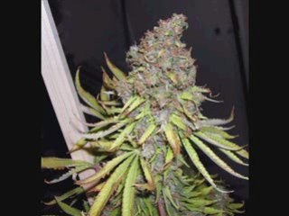 Seth gueko ,25g,amza,rim-k  "le bruit du pepon"