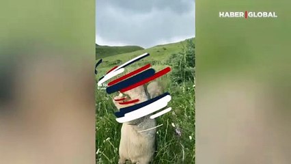 Arkadaşının elinden yemeğini alamayan sincabın şaşkın halleri kamerada