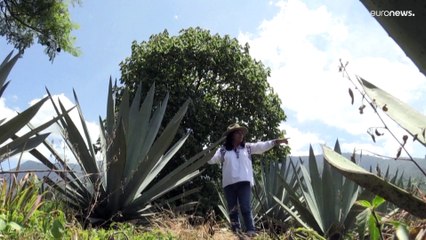El amargo sabor de la sobreexplotación del mezcal en México