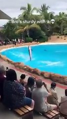 See how dolphins move on tails  #shorts #food #foryou #love