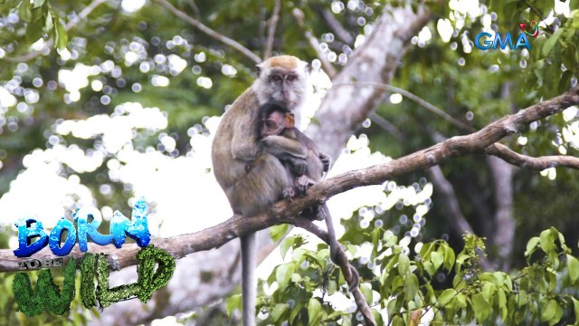 Rescuing an injured monkey | Born to be Wild