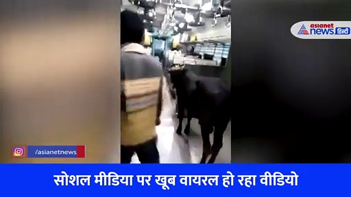 बिहार: लोकल ट्रेन में सांड, युवकों की शरारत से यात्रियों की हालत खराब... तेजी से वायरल हो रहा Video