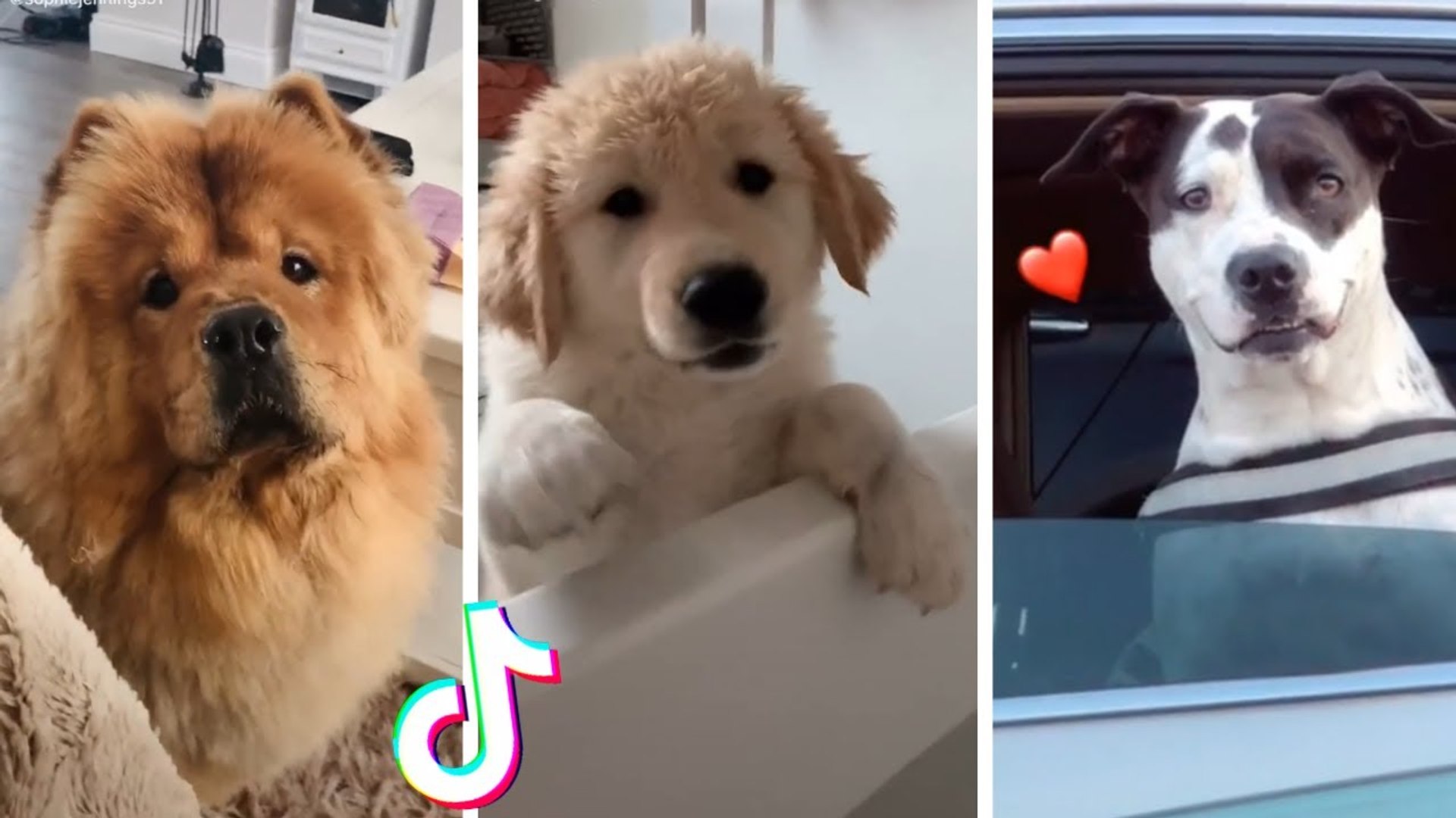 Do Dogs Understand Facetime