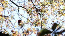 Face à chaleur, les arbres parisiens perdent déjà leurs feuilles