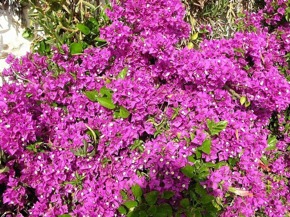 Tunisie (Sidi Bou Said)