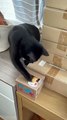 Best Crazy Cute Cats Viral Clips-- #funny Cute Animals #shorts Video-- #trending #animals #reels