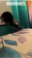 Best Funny Cats Viral Clips-- #funny Cute Cats #shorts Video-- #trending #animals #reela